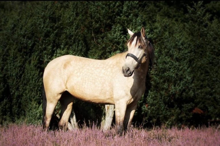 Spanisches Pferd